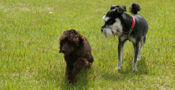 Miniature Schnauzer and Toy Poodle playing together