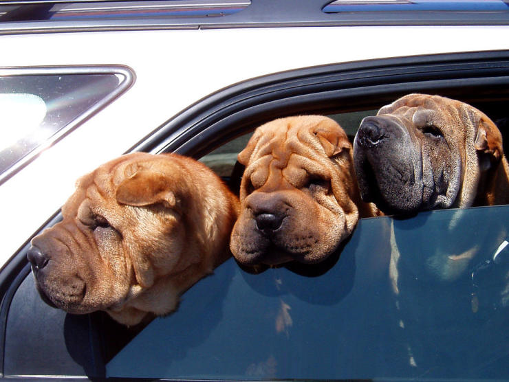 Three sShar Pei dogs looking out of the car window