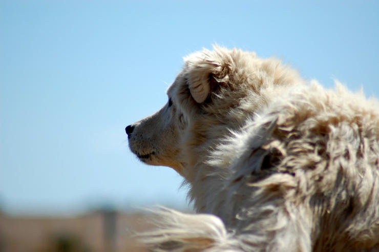 Maremma Sheepdog looking into the distance