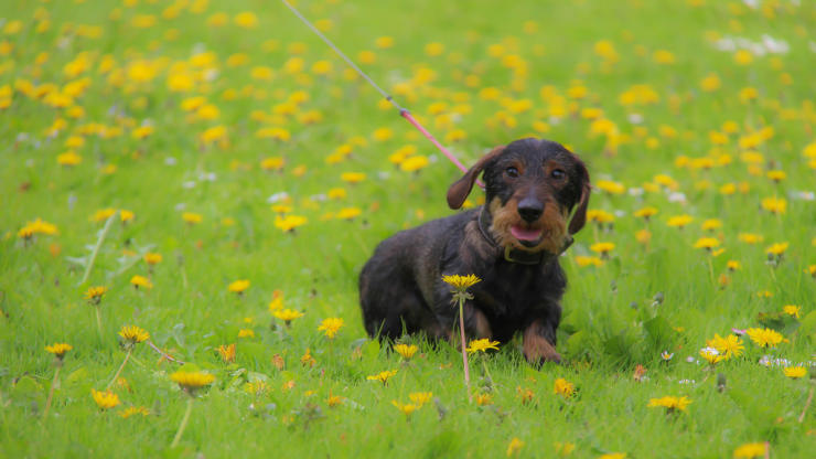 dachshund puppy walking on the leash in a park