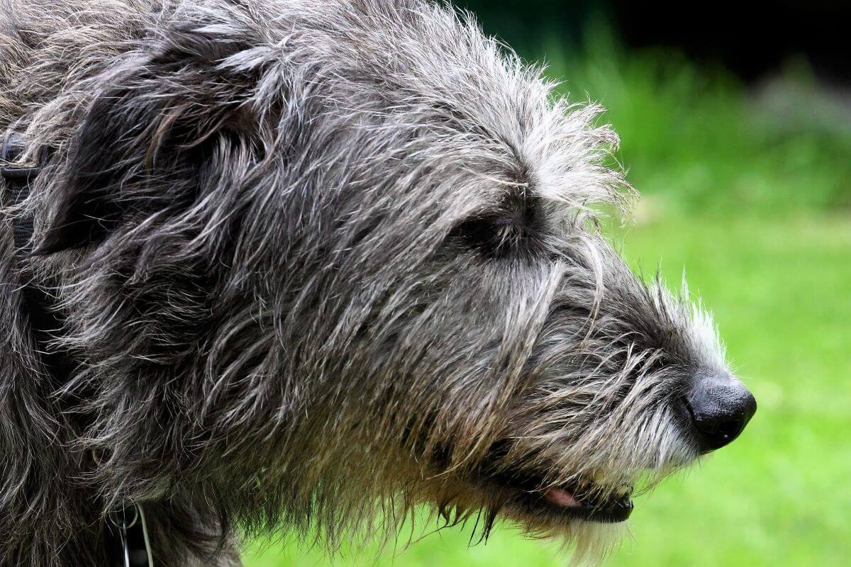 irish wolfhound wolf mix