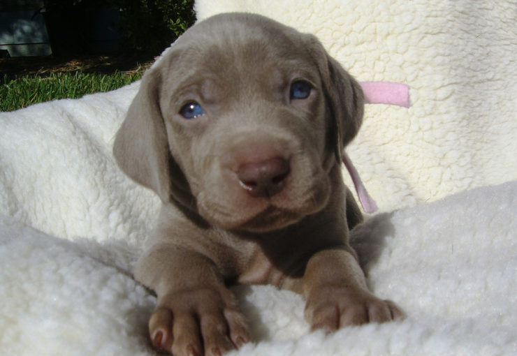 Young blue eyed Weimaraner puppy lying in his bed