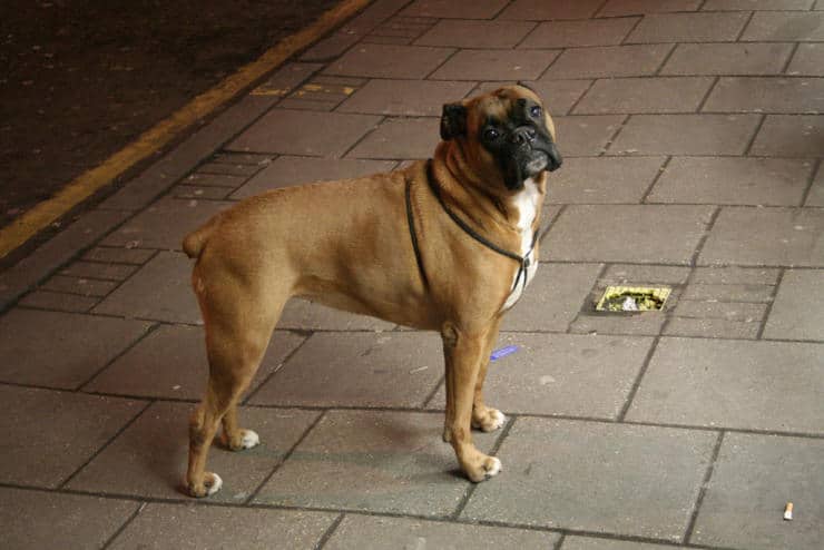 female boxer dog standing