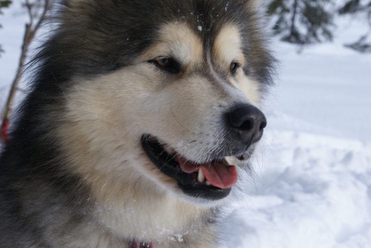 Malamute dog winter portrait