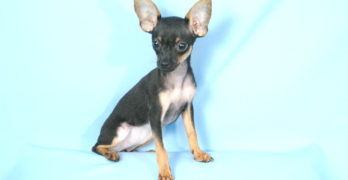 russian toy terrier