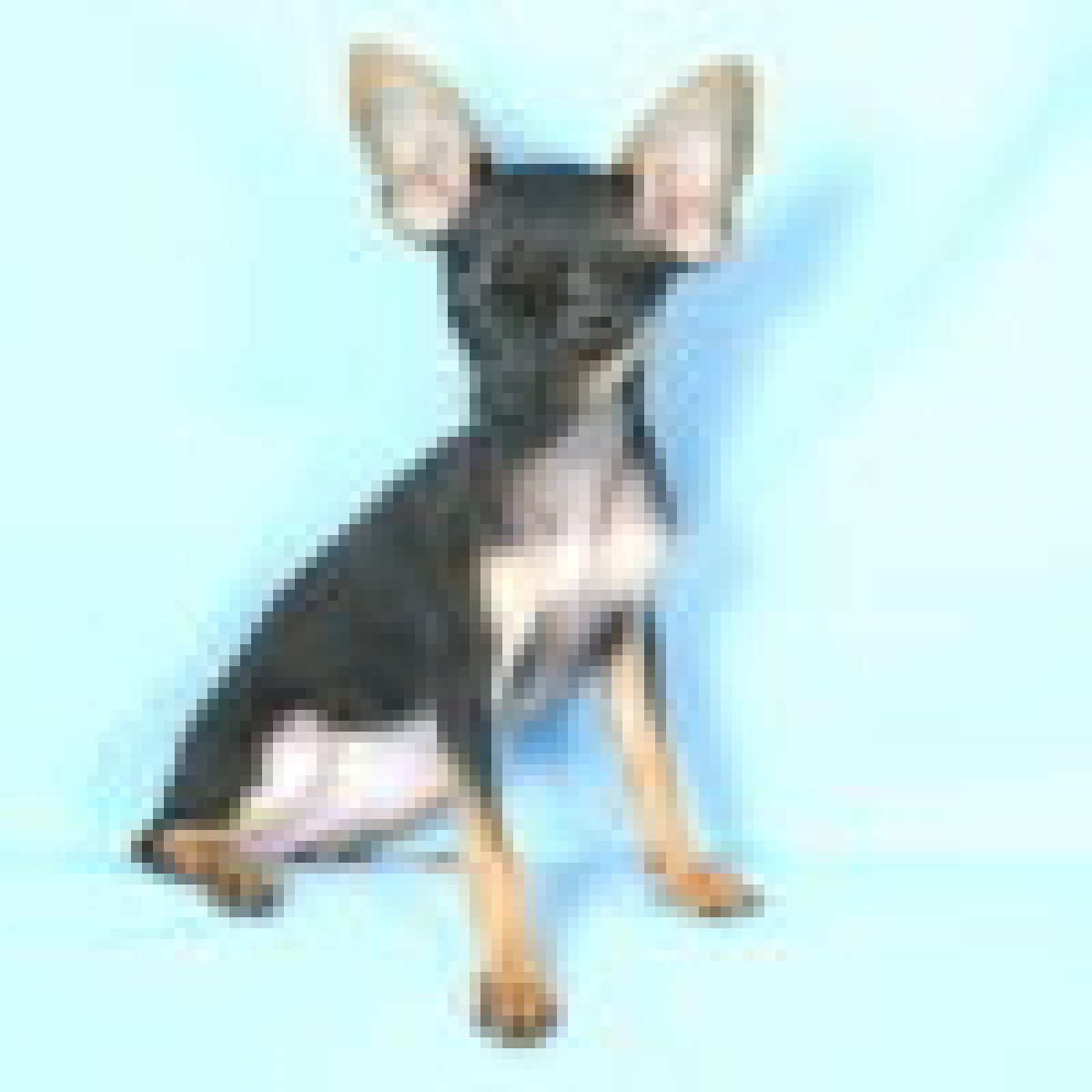 How Can I Find Russian Toy Terrier In Uk