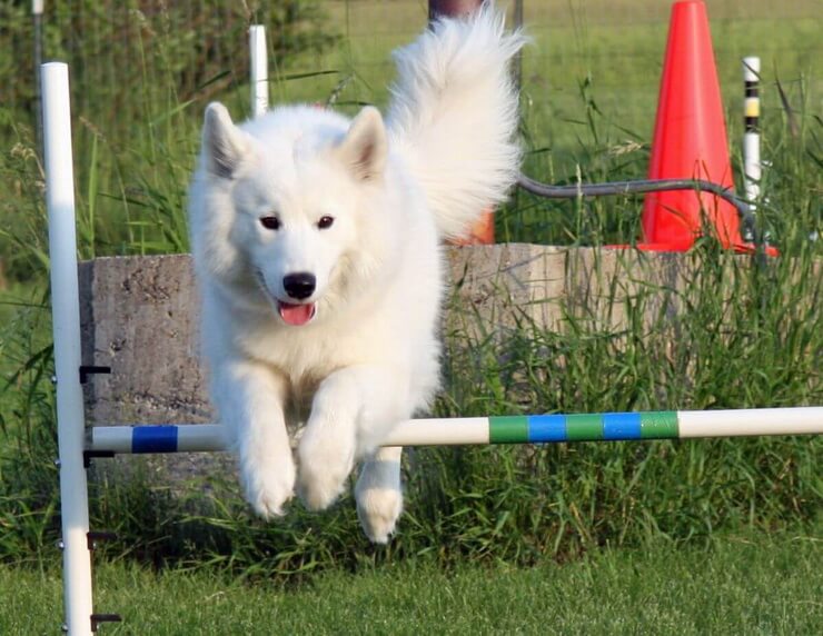 A samoyed dog in agility
