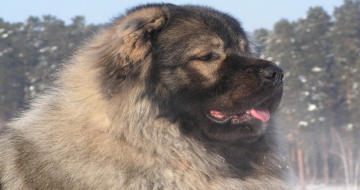 Russian Mountain Dog