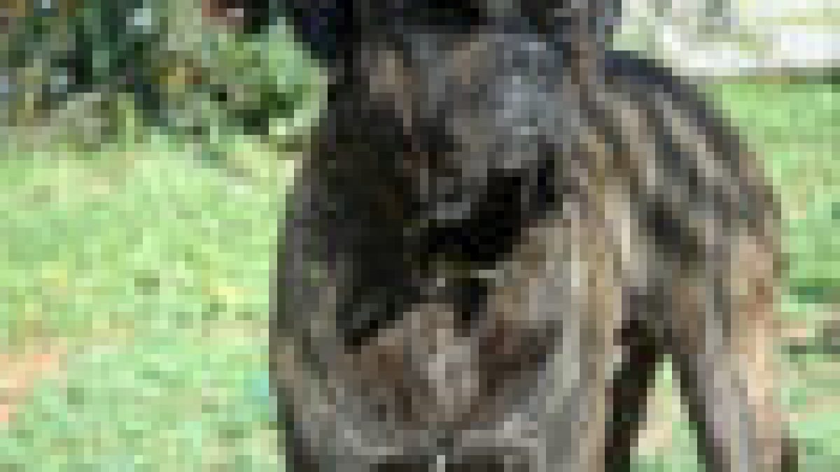 Who Would Win In A Fight Presa Canario Or Bullmastiff