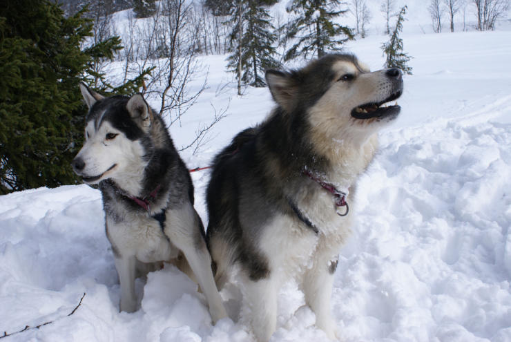 Alaskan Malamute dogs in the snow