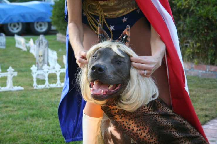 Cane Corso in a Halloween costume