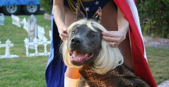 Cane Corso dog in a costume