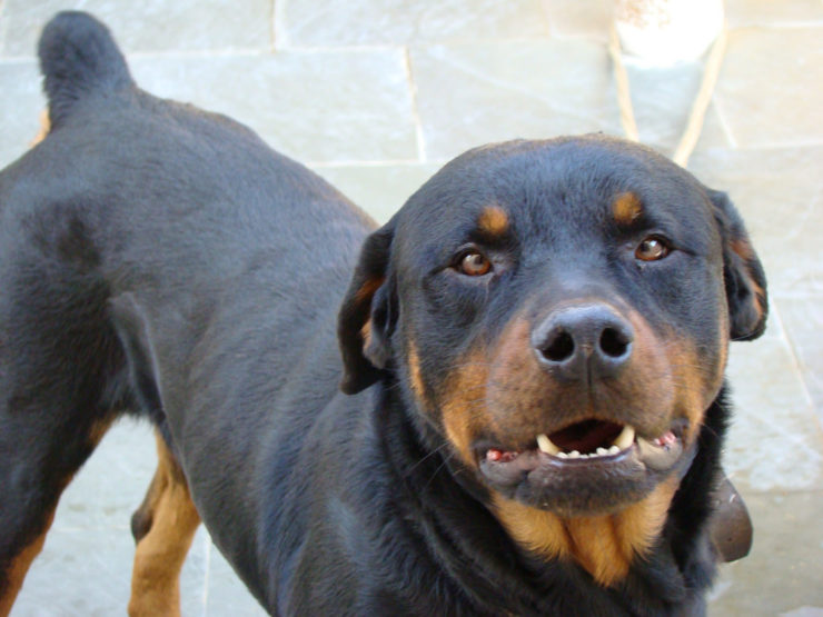 rottweiler fighting dog looking into the camera
