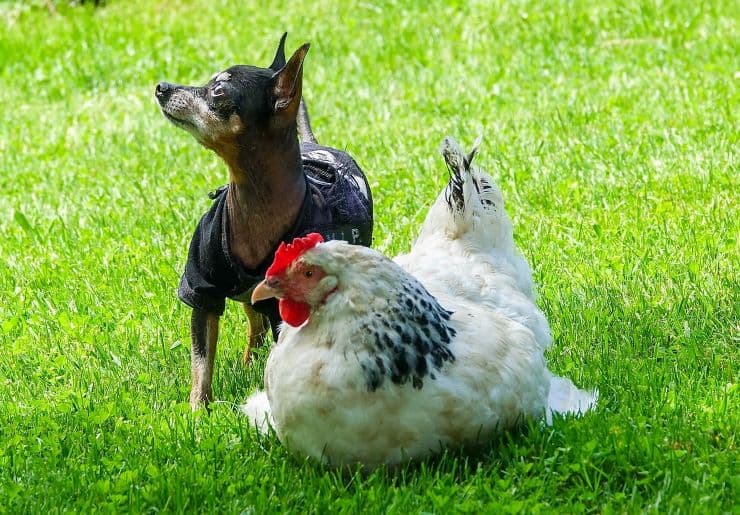 Prague Ratter dog guarding a chicken