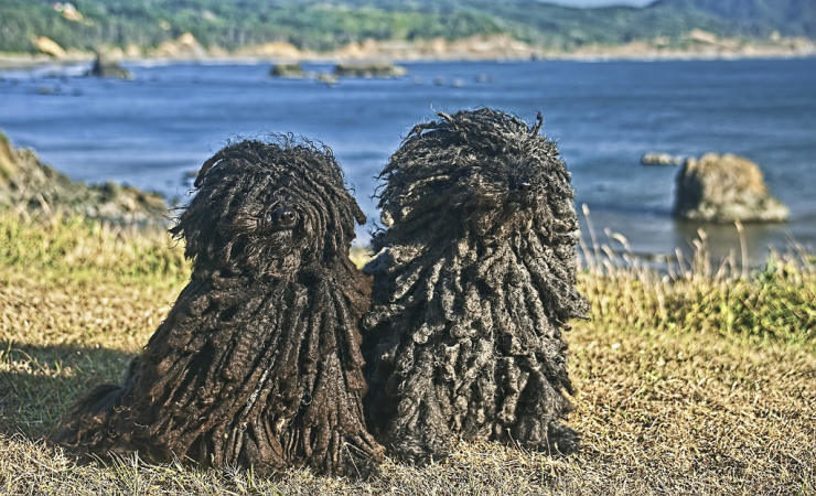 A Puli Dogs couple by the seaside