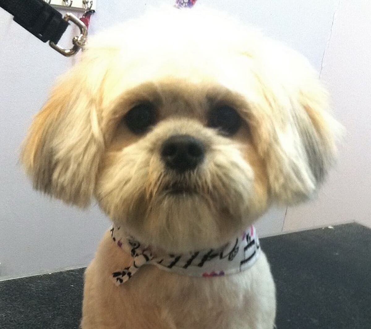 how should i get my shih tzu hair cut?