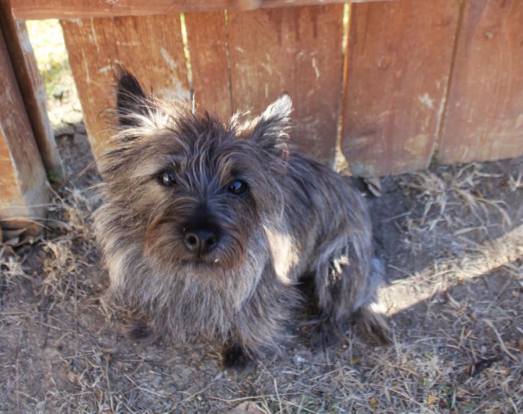 Cairn Terrier dog looking up