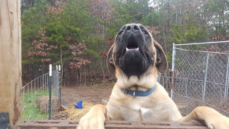 Giant Maso Mastiff dog looking over the gate
