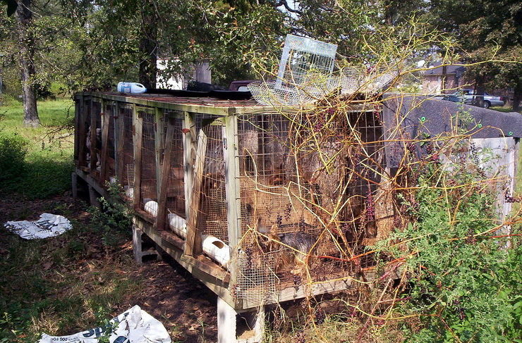 Puppy mill in the US countryside