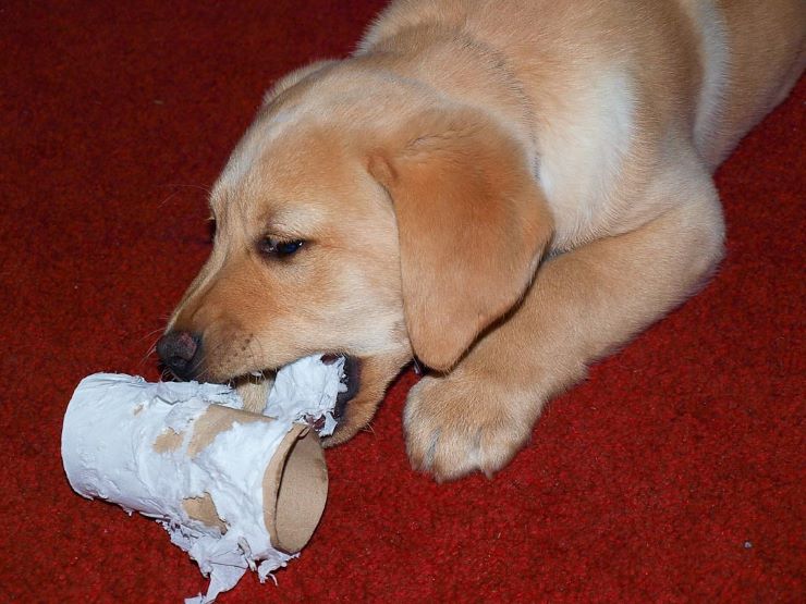 Puppy playing with toilet paper