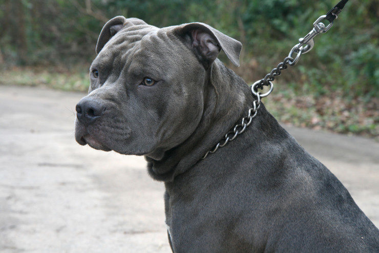 a pit bull terrier on a leash