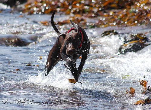 German Shorthaired Pointer running in the river