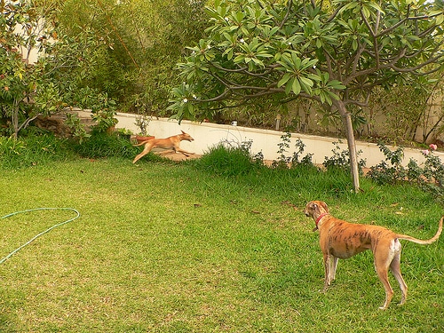 ibizan hound photo