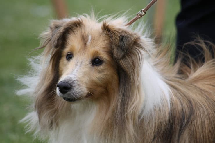 sheltie dog on a leash with its owner