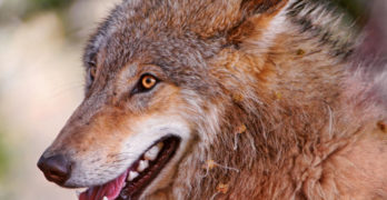 Canine wolf portrait