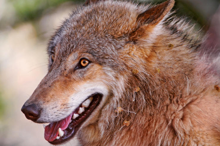 Canine wolf's head