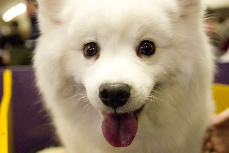 Differences Between American Eskimo And Japanese Spitz