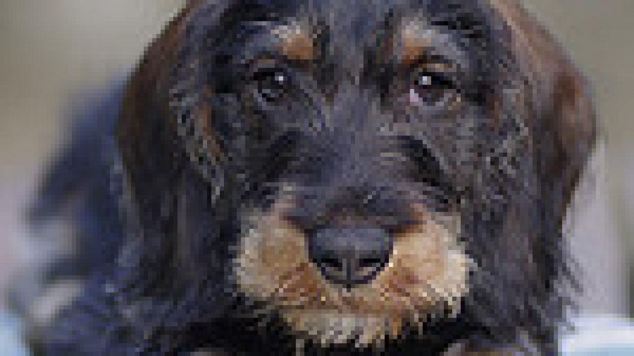 Miniature Long Haired Dachshund Stock Photos Miniature