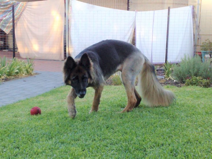 A Dog with arthritis in the yard