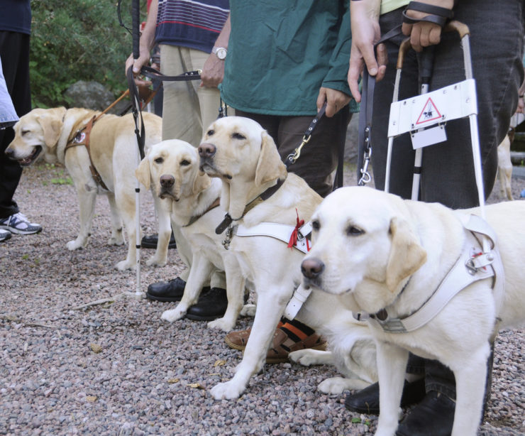 Service dogs training
