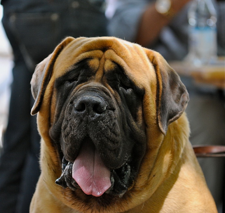 A huge English Mastiff dog champion's portrait.