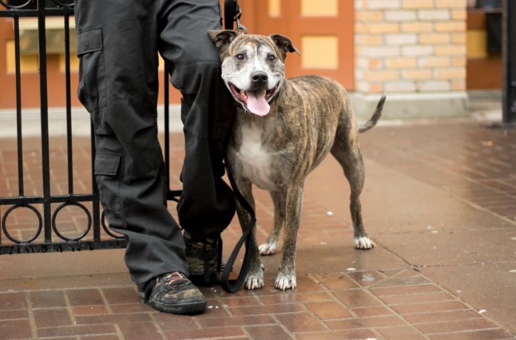 A slim pit bull dog on a leash