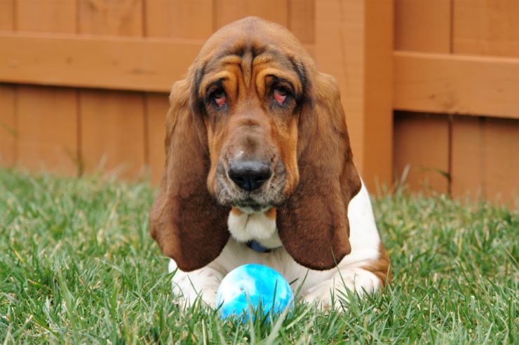 Basset hound playing in a backyard