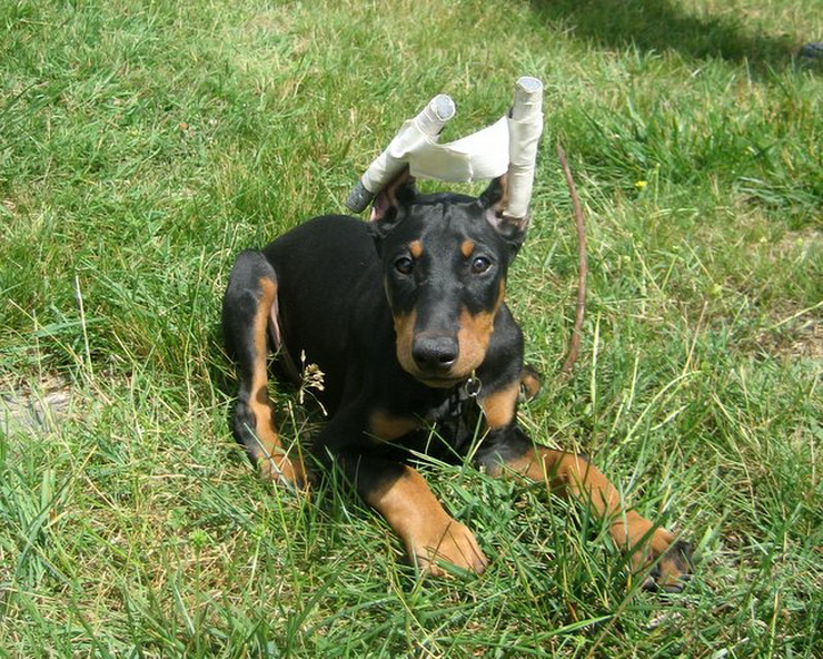 A doberman puppy with his ears recently cropped