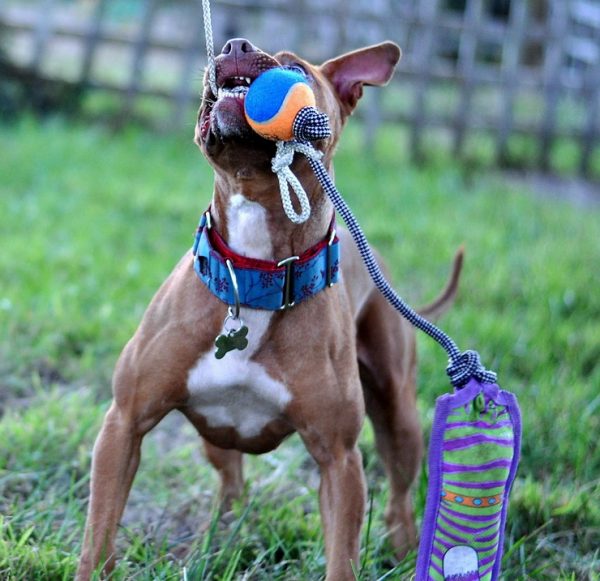 Treadmill and Illegal Training of a Pit Bull Terrier?