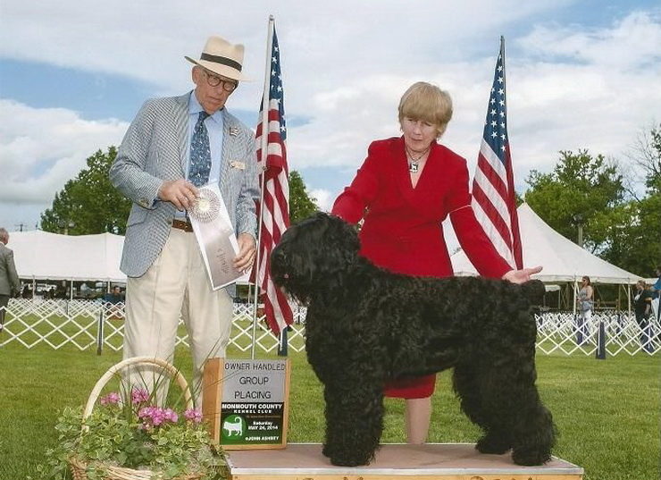 Black Russian Terrier dog show winner