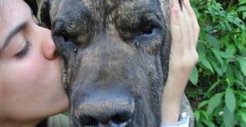 Owner kissing Fila dog