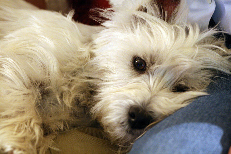 West Highland terrier with an owner