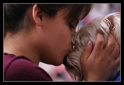 westie puppy love