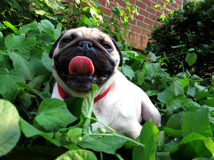 pug in the hot weather