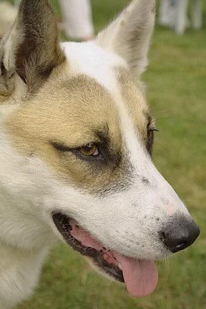 west siberian laika dog portrait