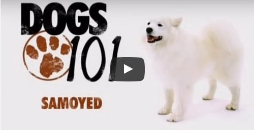 siberian samoyed dog video