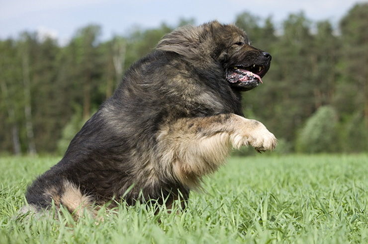 Caucasian Ovcharka jumping in the grass