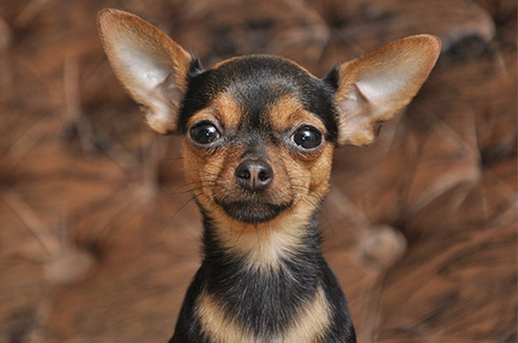 Russian Toy Terrier portrait