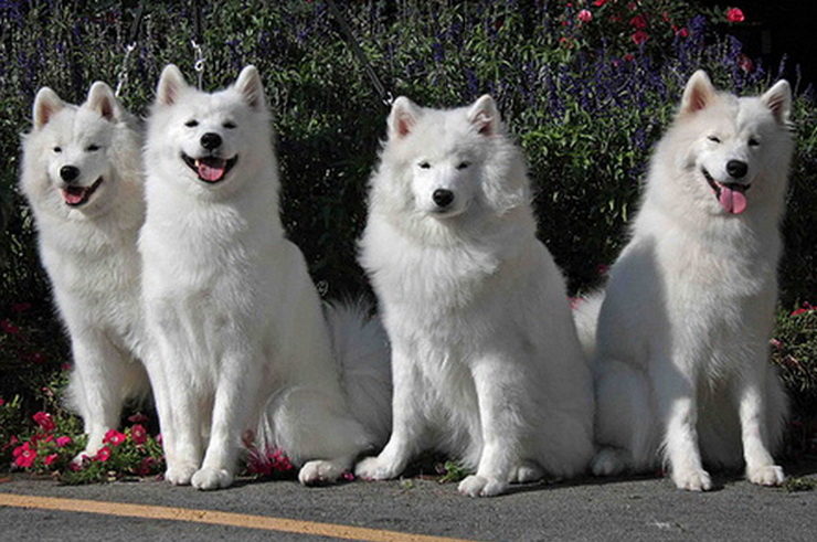 Four Samoyed dog sisters