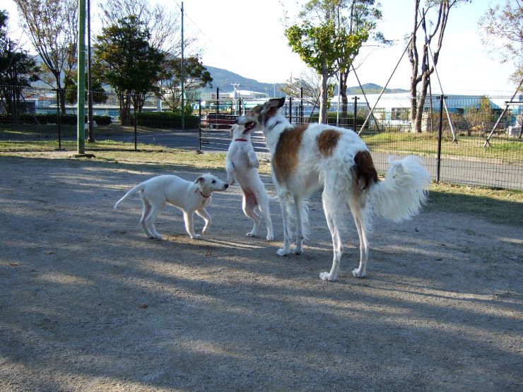 Borzoi bitch with two grown-up puppies
